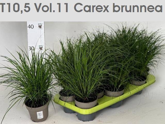 <h4>CAREX BRUNNEA</h4>