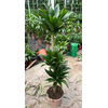 Dracaena overig