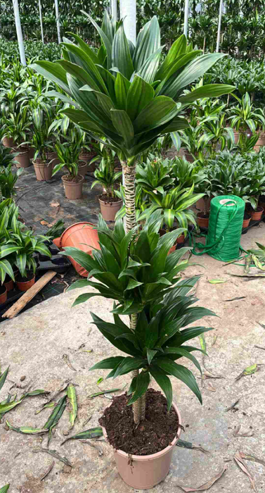Dracaena overig