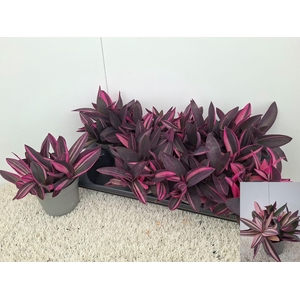 TRAD PURPLE HEART