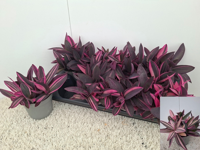 <h4>TRAD PURPLE HEART</h4>