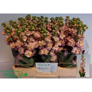 MATTH STX CHAMPAGNE