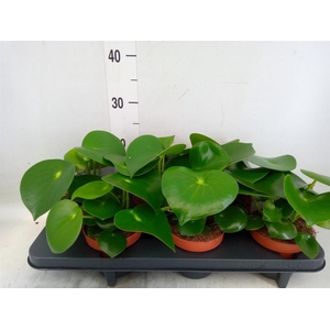 Peperomia polybotrya 'Raindrop'