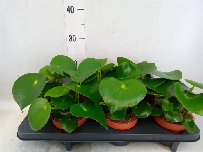 <h4>Peperomia polybotrya 'Raindrop'</h4>