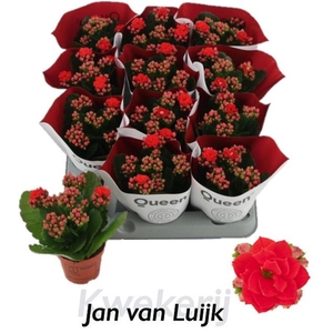 Kalanchoe Rose Flowers Noelle