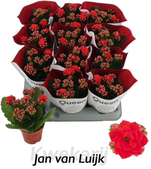 <h4>Kalanchoe Rose Flowers Noelle</h4>