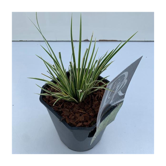<h4>Acorus 'Argenteostriatus'</h4>