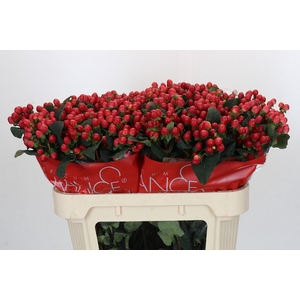Hypericum True Romance