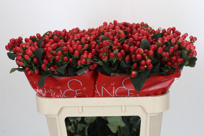Hypericum True Romance