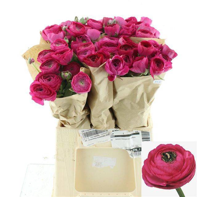 <h4>RAN SU SHERRY</h4>