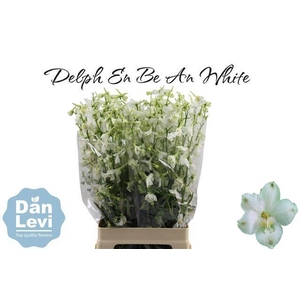 DELPH EN BE AN WHITE