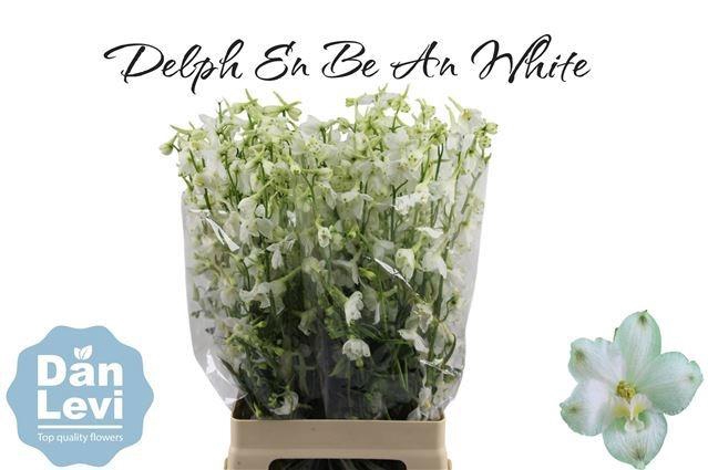 <h4>DELPH EN BE AN WHITE</h4>