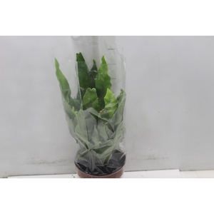 ASPLENIUM OSAKA LISO P17