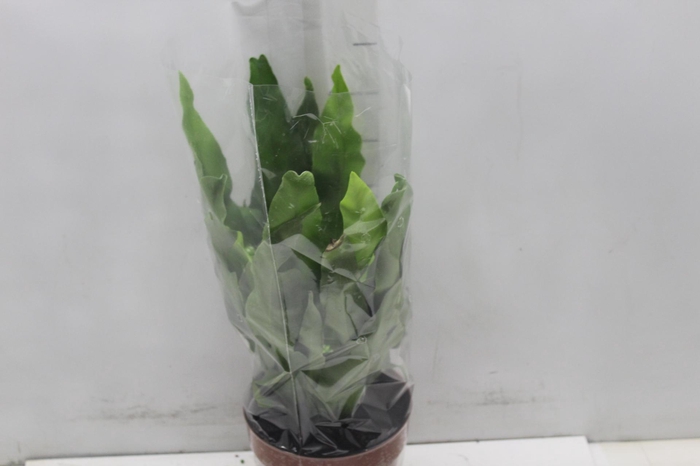 <h4>ASPLENIUM OSAKA LISO P17</h4>