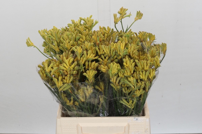 <h4>Anigozanthos Cape Aurora</h4>