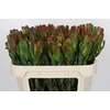 Leucadendron Laurel Yellow