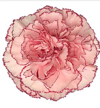 <h4>Di St Mariposa</h4>