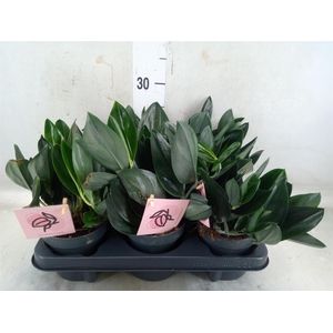 Scindapsus treubii 'Dark Form'