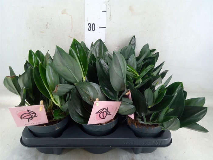 <h4>Scindapsus treubii 'Dark Form'</h4>