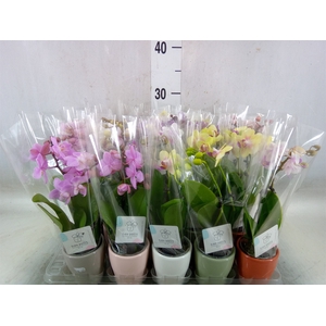 Phalaenopsis   ...mini