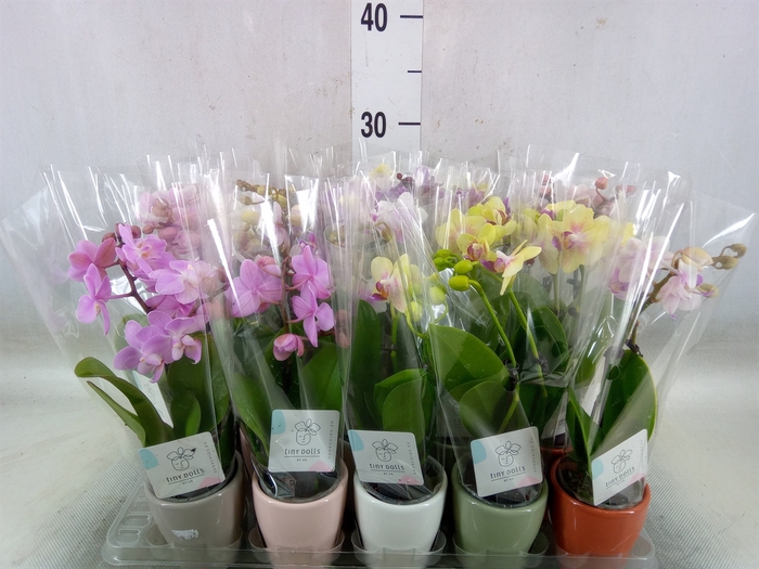 <h4>Phalaenopsis   ...mini</h4>