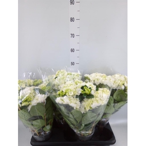 Hydrangea mac. 'Hovaria Holibel'