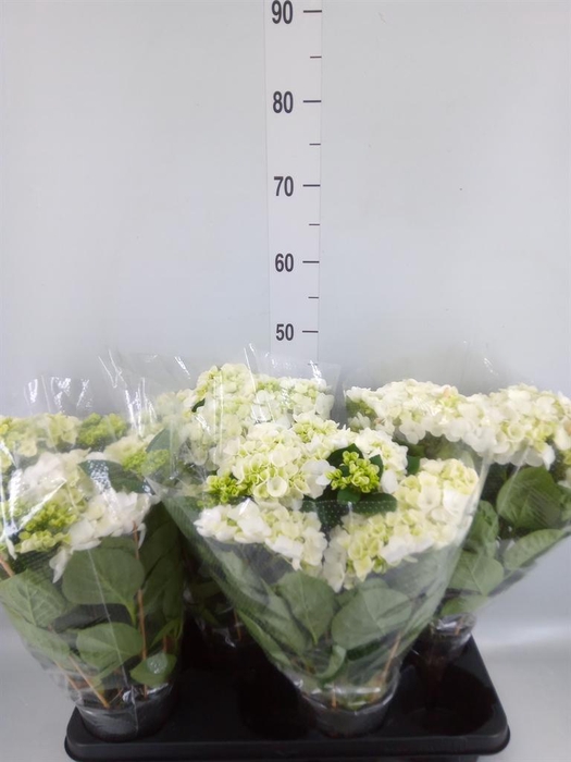 <h4>Hydrangea mac. 'Hovaria Holibel'</h4>