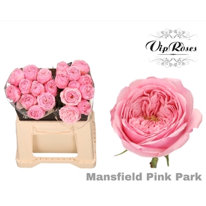 R KL MANSFI PIN PARK