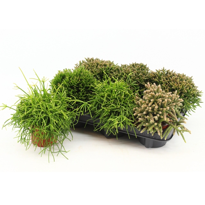 <h4>RHIPSALIS GEM</h4>