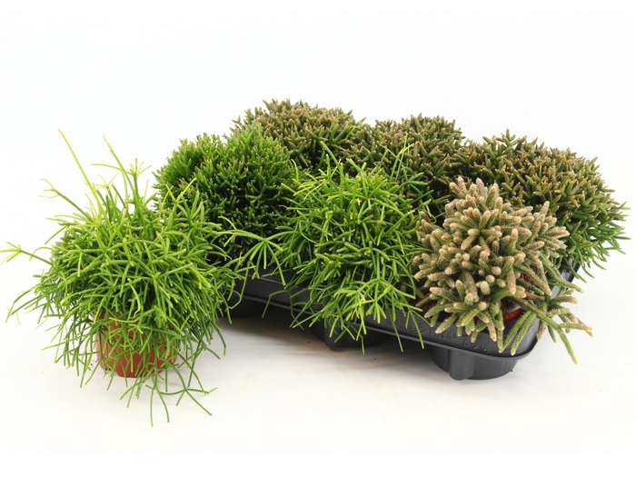 <h4>RHIPSALIS GEM</h4>