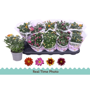 CHRYS GEM 2 KL BLOEM