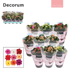Kalanchoe Decorum TENDER - Serenity mix