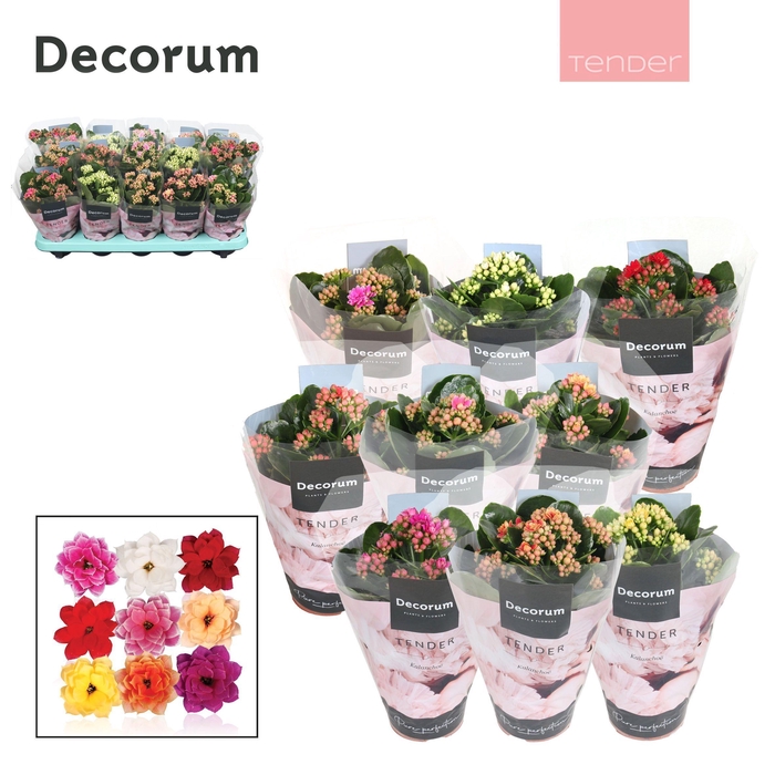 Kalanchoe Decorum TENDER - Serenity mix
