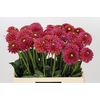 Dahlia Zundert Mystery Fox