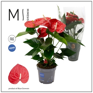 Mimesis Anthurium KARMA Red XXL - 17cm