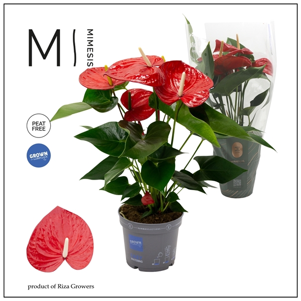 <h4>Mimesis Anthurium KARMA Red XXL - 17cm</h4>