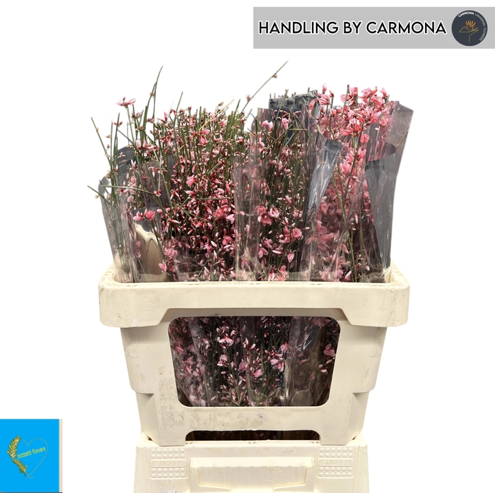 <h4>GENISTA KLB BS H%</h4>