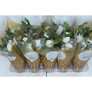 ANTH SIERRA WHITE P12