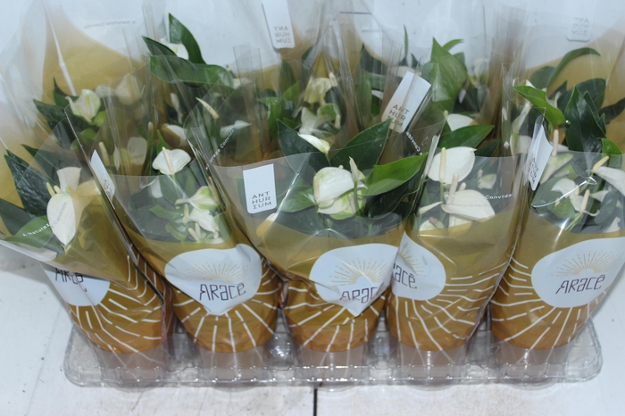 <h4>ANTH SIERRA WHITE P12</h4>