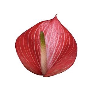 Anthurium Andreanum Grp Caldonia