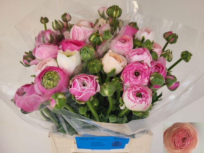 Ranunculus asiaticus 'Porcelaine'