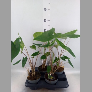 Alocasia zebrina