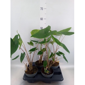 Alocasia zebrina