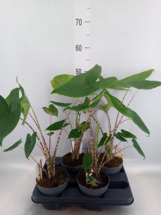 <h4>Alocasia zebrina</h4>