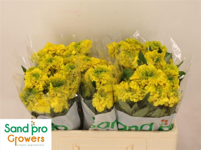 <h4>Tagetes E Yellow</h4>