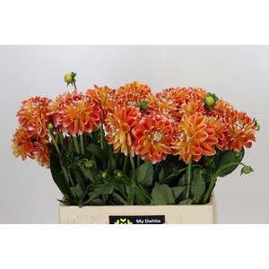 Dahlia Hapet Harmony