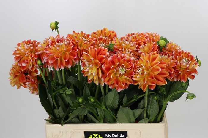 <h4>Dahlia Hapet Harmony</h4>