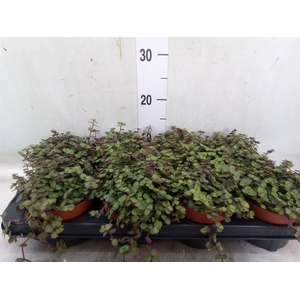 Callisia repens 'Turtle'