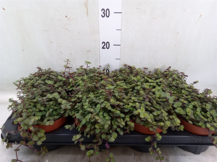 <h4>Callisia repens 'Turtle'</h4>