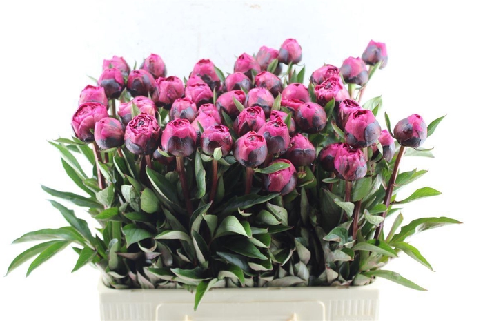 <h4>Paeonia L Kansas</h4>